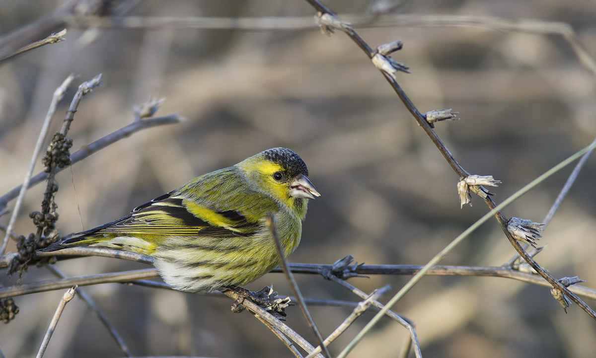 Eurasian Siskin